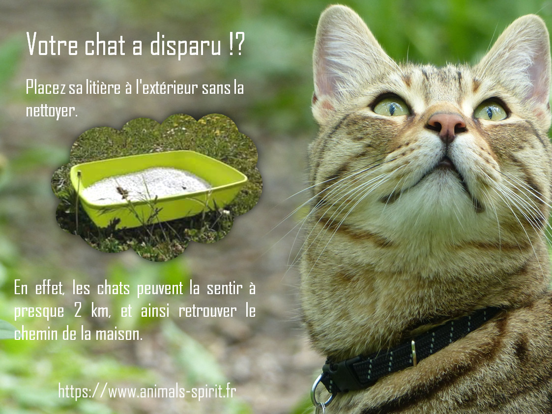 Votre chat a disparu ?