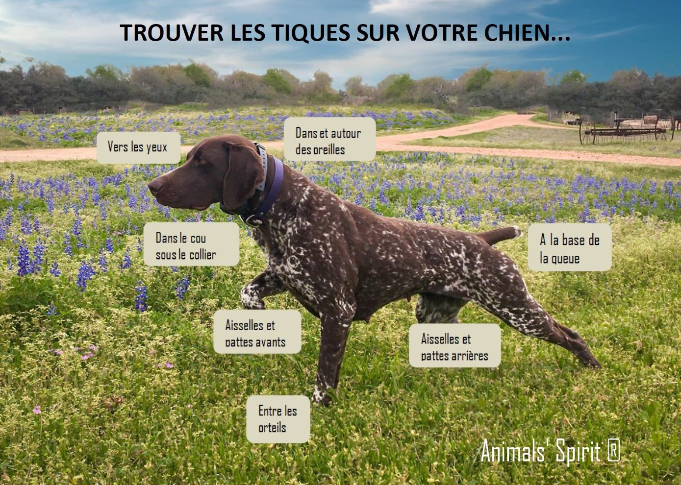 Trouver les tiques sur votre chien